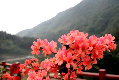 Lên Tây Thiên ngắm hoa Đỗ quyên