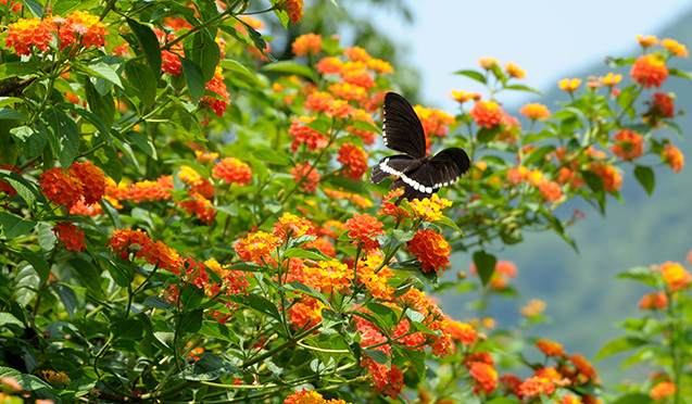 Sắc màu Tây Thiên